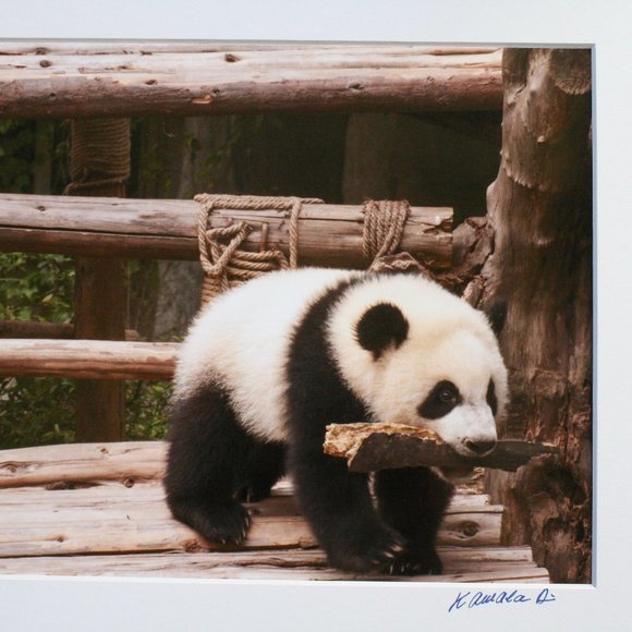 Panda Having Fun Day Photography - Picture 2 of 5
